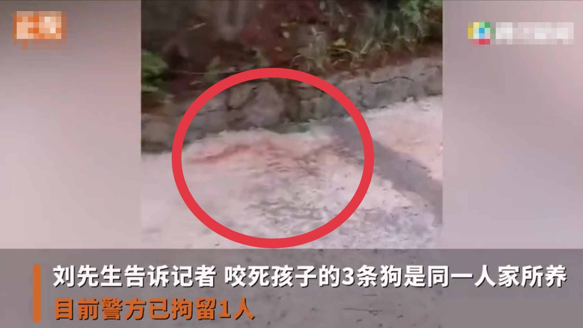 重庆8岁男童遭3只恶犬咬伤身亡！狗主人养犬喂生肉不栓绳，目前恶犬均被捕杀