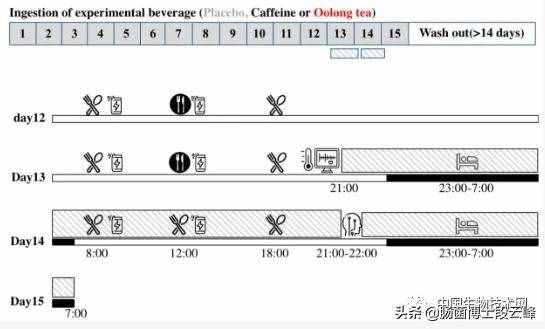 “躺瘦”的梦想要实现？日本研究发现喝乌龙茶能减肥？