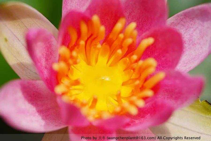 原来睡莲的每一朵花都会开三天——四种适合最家养的微型睡莲推荐！
