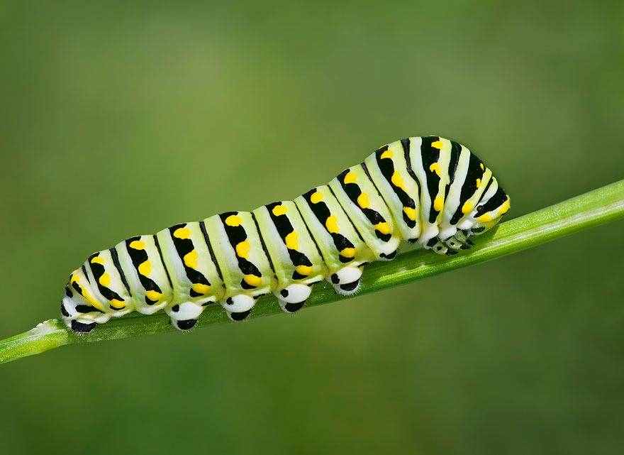 神奇大自然：19个毛毛虫变成蝴蝶或者飞蛾的前后对比图