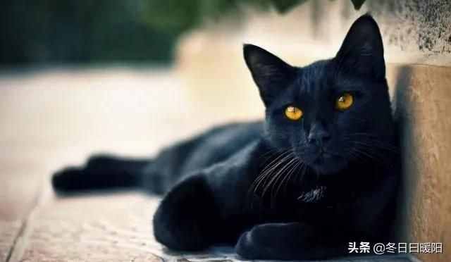 中华名猫纲目，你知道中华田园猫有多少种吗？