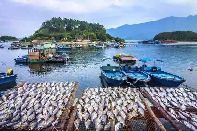 广州周边这5个小渔村，有吃不完的生猛海鲜，还藏着绝美海景