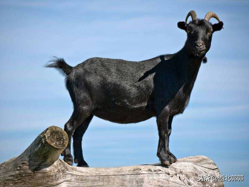 黑山羊养殖的基本条件有哪些？和普通山羊相比养殖优势是什么？
