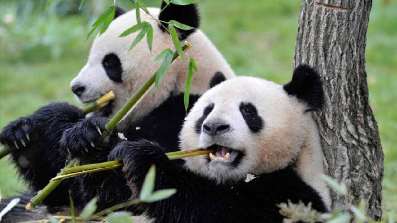 奇怪的知识又增加了！大熊猫的交配与繁衍，不愧是国宝