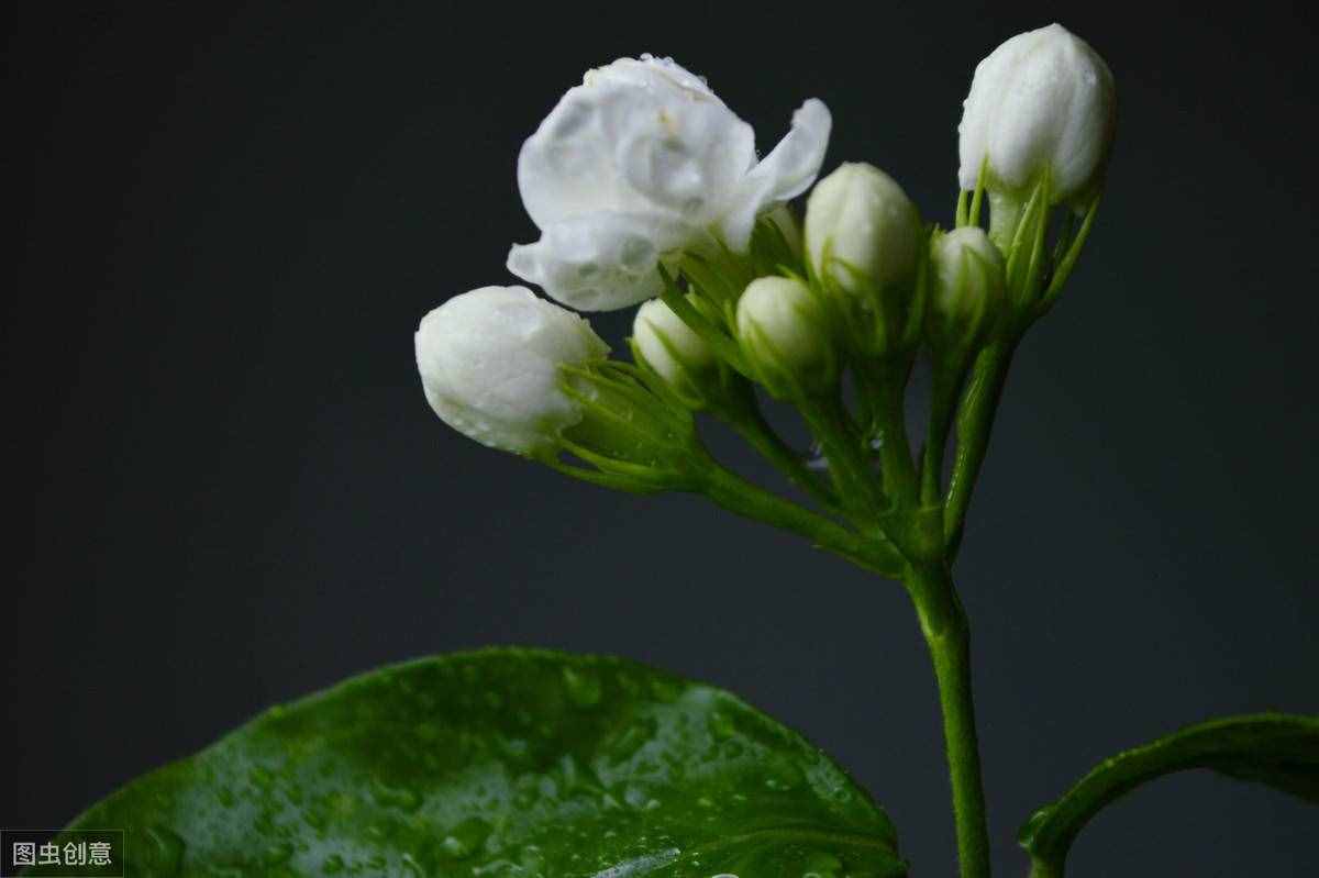 养花知识：花朵为什么会散发香味？