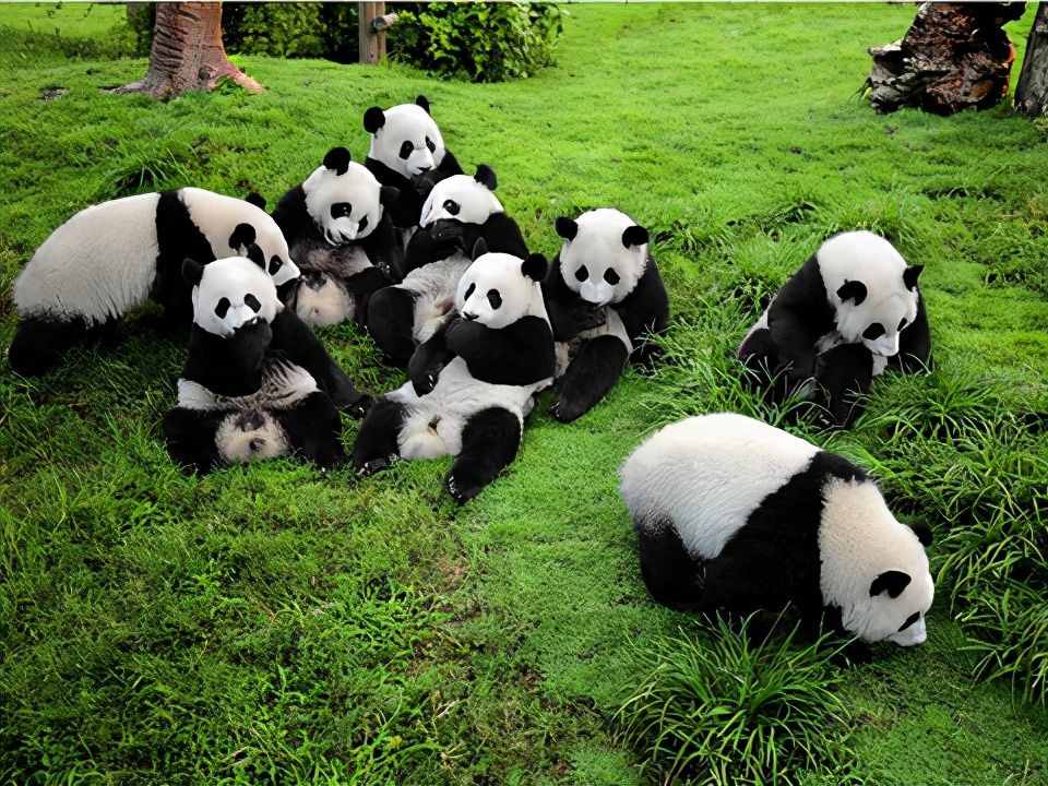 熊猫的交配多采用（熊猫的交配与繁衍）