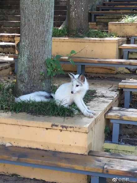 一只优雅的白狐狸现身武大珞珈山 不怕人，还能与人互动