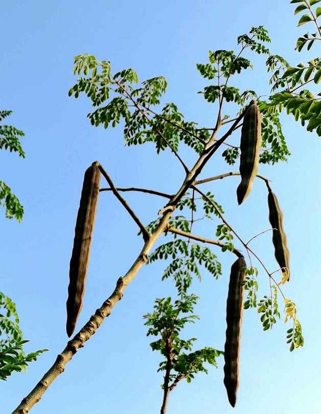 印度辣木树（神奇的辣木）