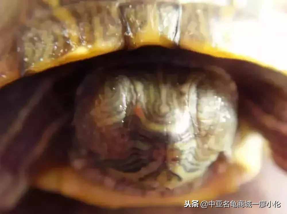 乌龟头号杀手一白眼病的预防及治疗