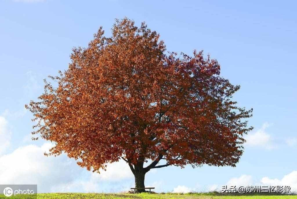 精选16株秋天最美的树，不知道有没有你喜欢的？
