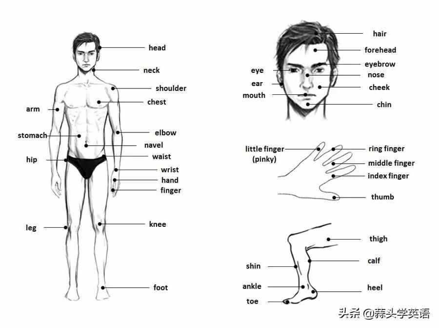 人体 结构图（人体构造英文图解）