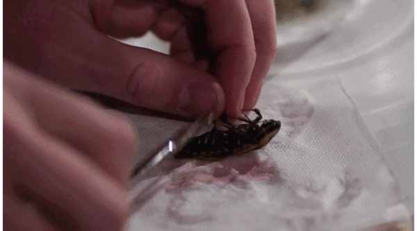 8款蟑螂药横评：南方人的杀蟑法宝，到底哪种最有用？