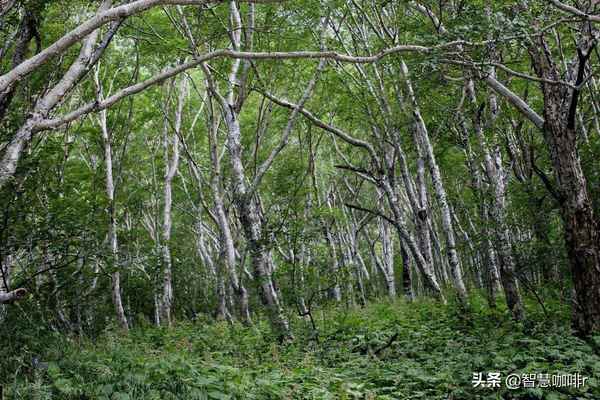 曾经被誉为中国的百慕大，神秘的黑竹沟，如今成为迷人的旅游景区