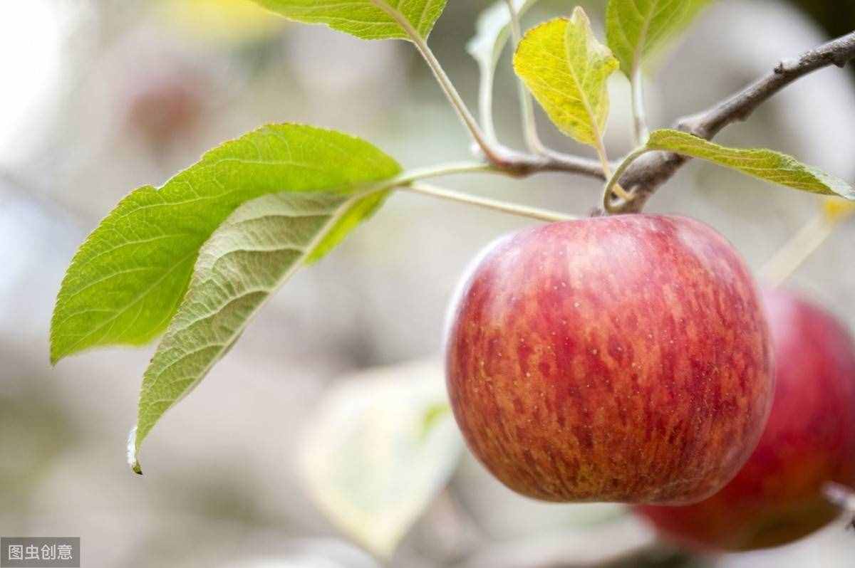 “一天一个苹果”是人们熟知的健康口号，今天来说说苹果的功效