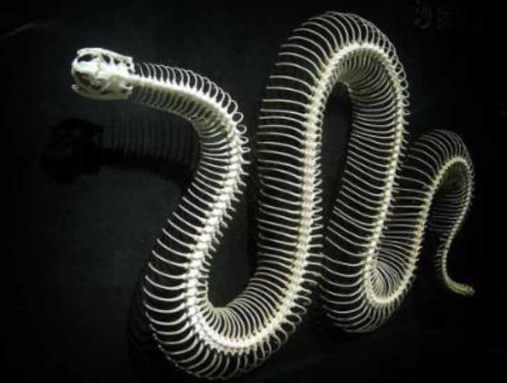 世界最大的蛇图片（世界上最大的蛇有多长）