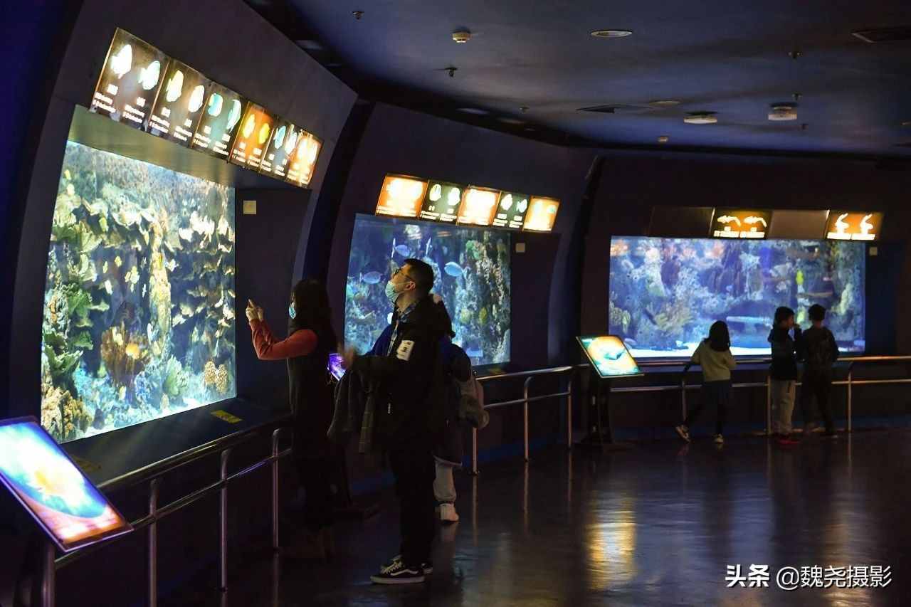 北京三个海洋馆里最好玩的一个