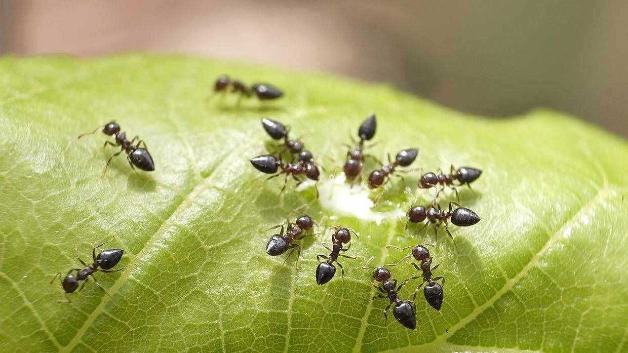 如何消灭蚂蚁（家中有蚂蚁不要忙着喷药）
