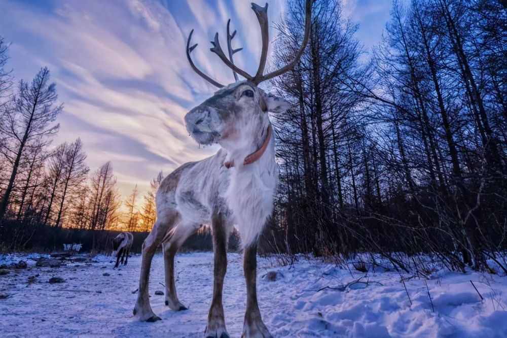 圣诞节里圣诞老人的“宠物”驯鹿，它是一种什么样的动物呢？