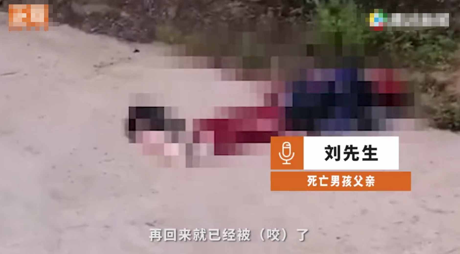 重庆8岁男童遭3只恶犬咬伤身亡！狗主人养犬喂生肉不栓绳，目前恶犬均被捕杀