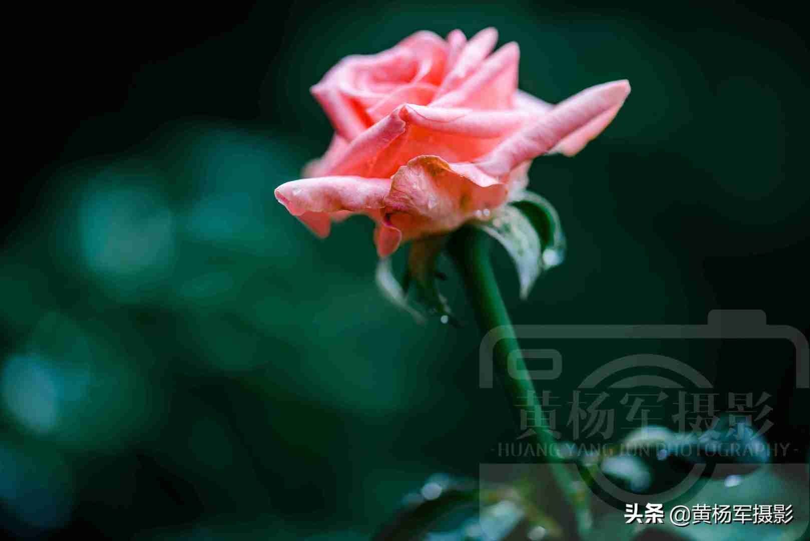 夏雨中娇艳多姿的玫瑰花，芬芳的花朵非常漂亮，妩媚绚丽的蔷薇科