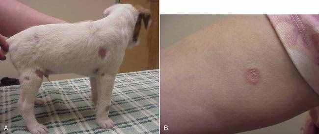 狗狗得了真菌性皮肤病该怎么办？
