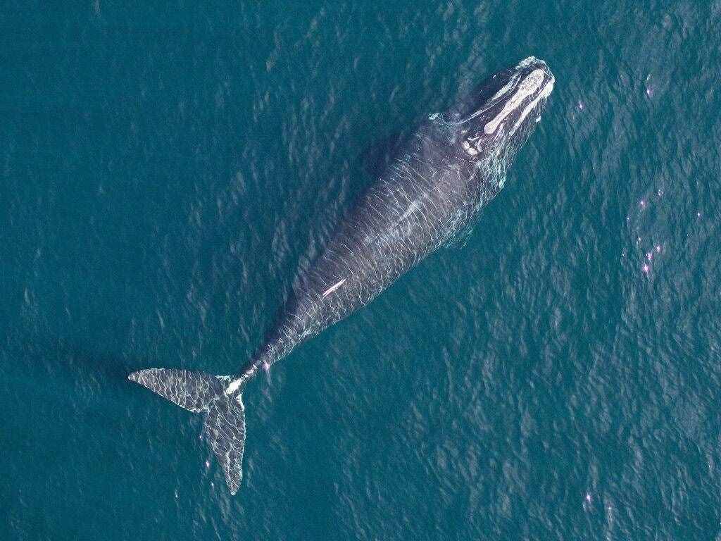 北极露脊鲸（露脊鲸灭绝风险加剧）