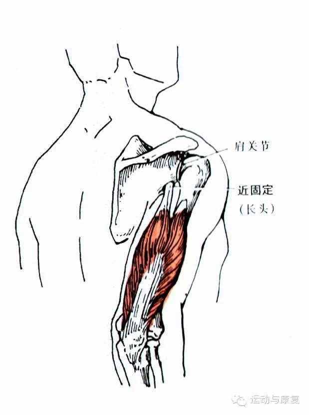 肘关节伸的肌肉——肱三头肌＆肘肌