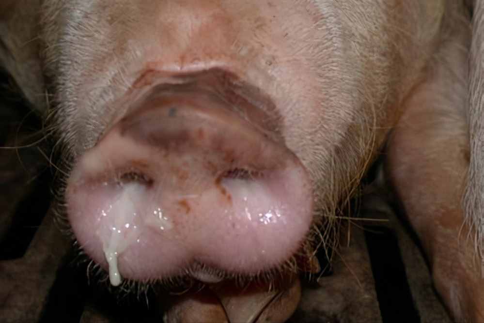 猪流感的症状表现与如何防治