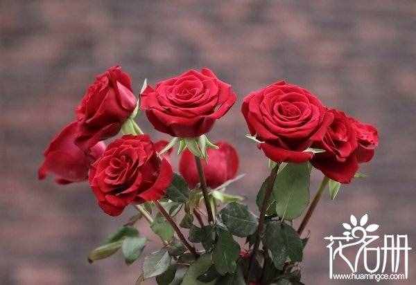 11朵红玫瑰代表什么（11朵红玫瑰花语）