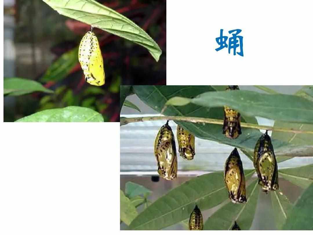 毛毛虫变蝴蝶的蜕变过程，造物主所演化的生物进程令人赞叹
