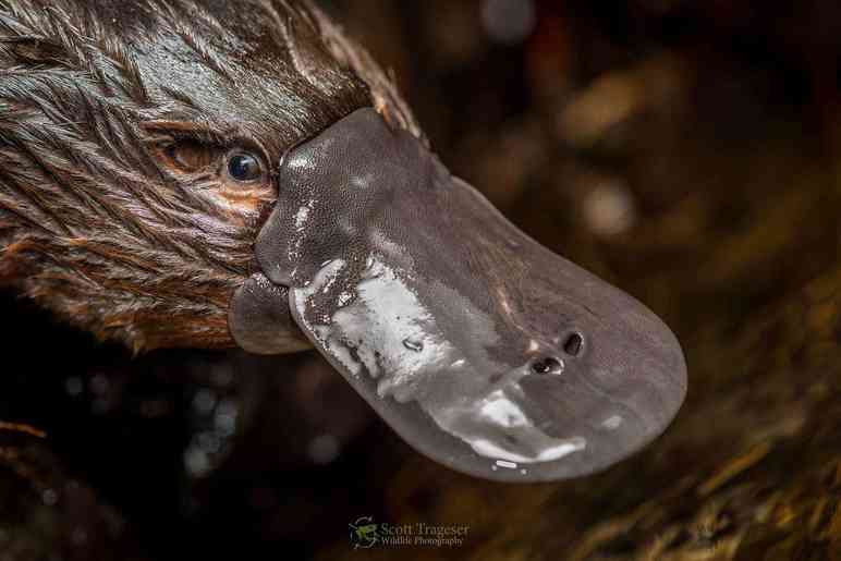 为什么说鸭嘴兽是最古老的哺乳动物？它们有什么特征？