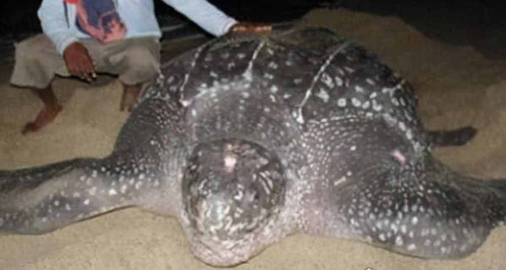 世界上最大的海龟是什么龟