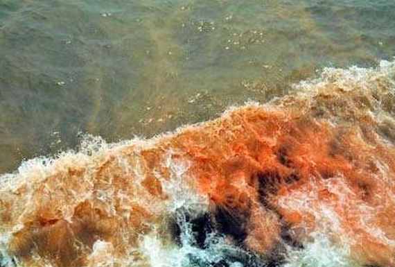 赤潮是什么 赤潮的产生原因及危害