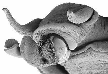 为什么蜗牛是牙齿最多的动物 ？
