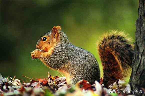 松鼠英文（（第2851个）squirrel）