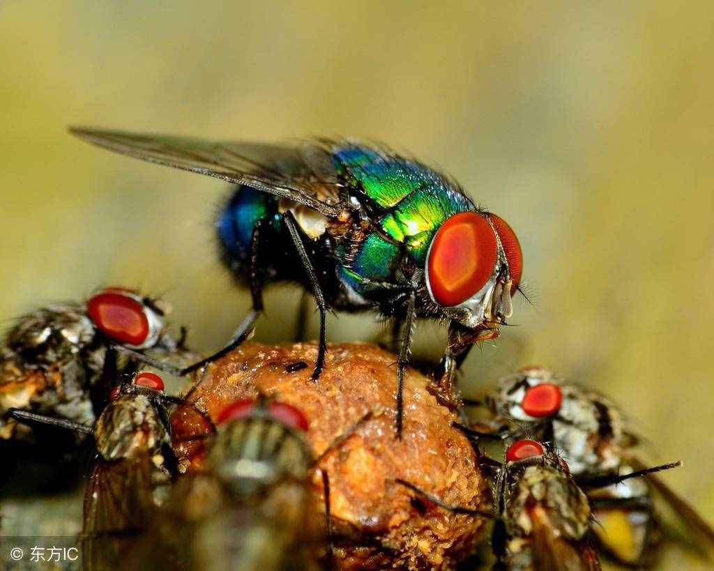你知道苍蝇怕什么嘛？农村一个土办法简单灭蝇！
