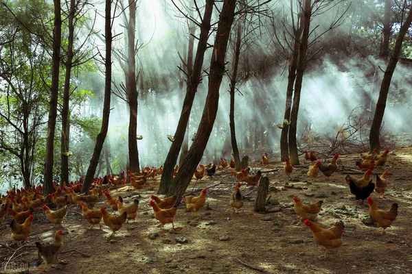以前很火的树林下养鸡，鸡能让森林变荒漠？为什么越来越少了？