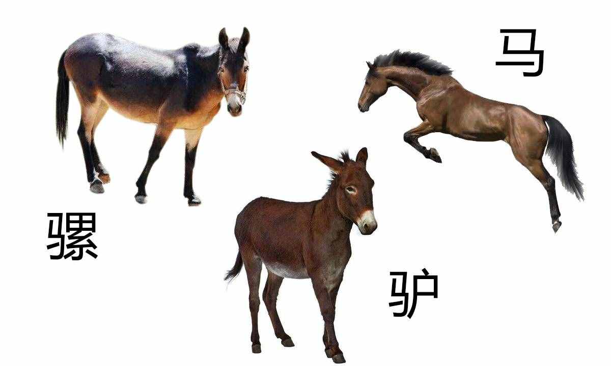 驴子和骡子（如何区分马、骡子和驴）