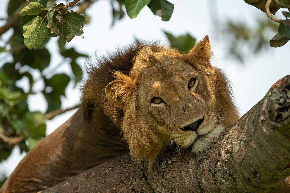 狮子爬树避暑睡午觉，睡姿都超搞笑，完全没了森林之王的气