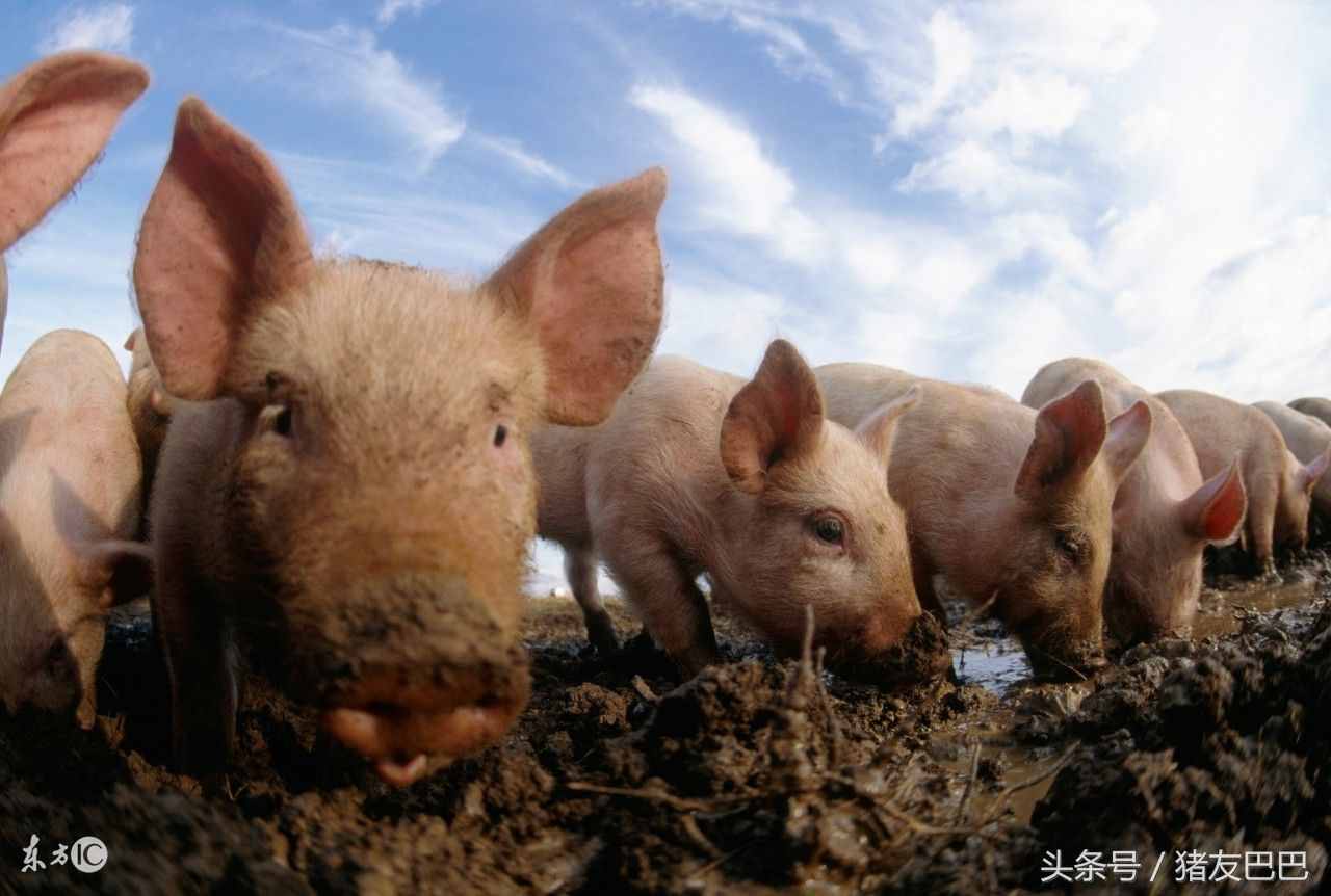 农村低成本、高效养猪法，懒汉也能养好猪！