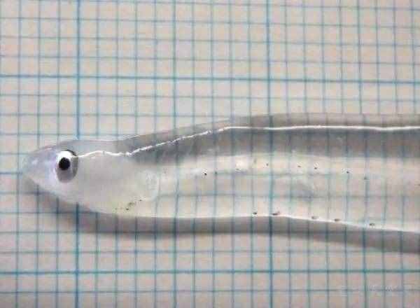 这种鱼类除了眼睛，全身都是透明的，网友：它吃什么？