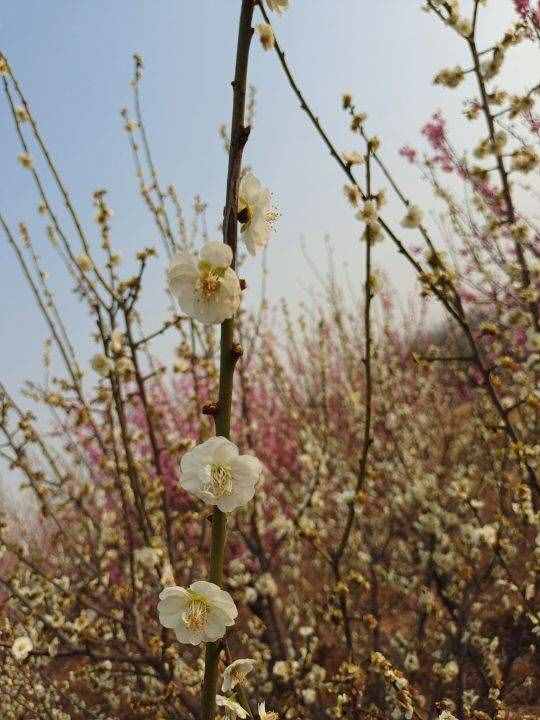 龙泉湿地的梅花