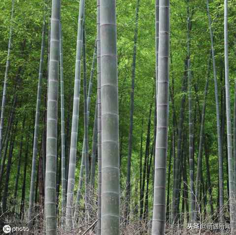 你知道这些竹子的用途吗？