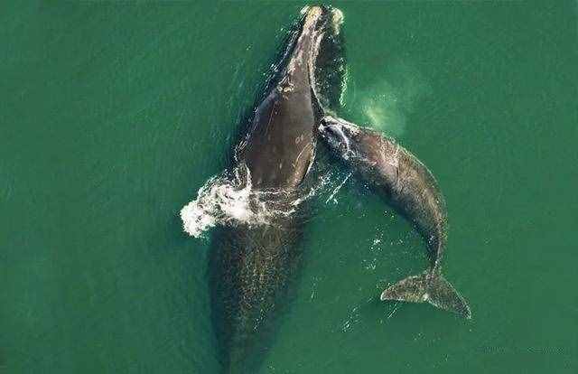 全球不足360头，露脊鲸灭绝风险加剧 新研究：体型持续“缩水”，极大影响繁衍