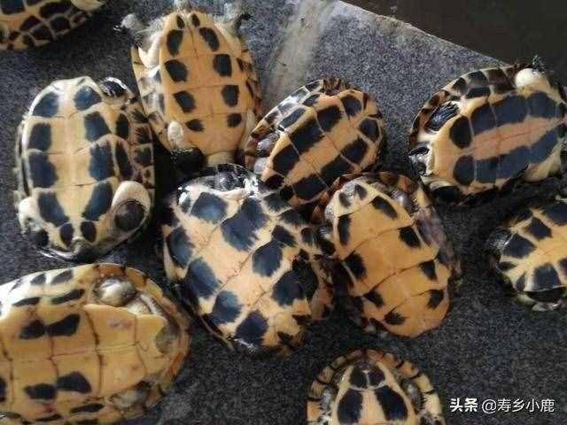 为什么要对石金钱龟加温饲养？加温石龟和冷水石龟有什么区别？