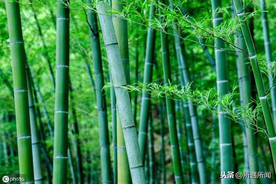 你知道这些竹子的用途吗？