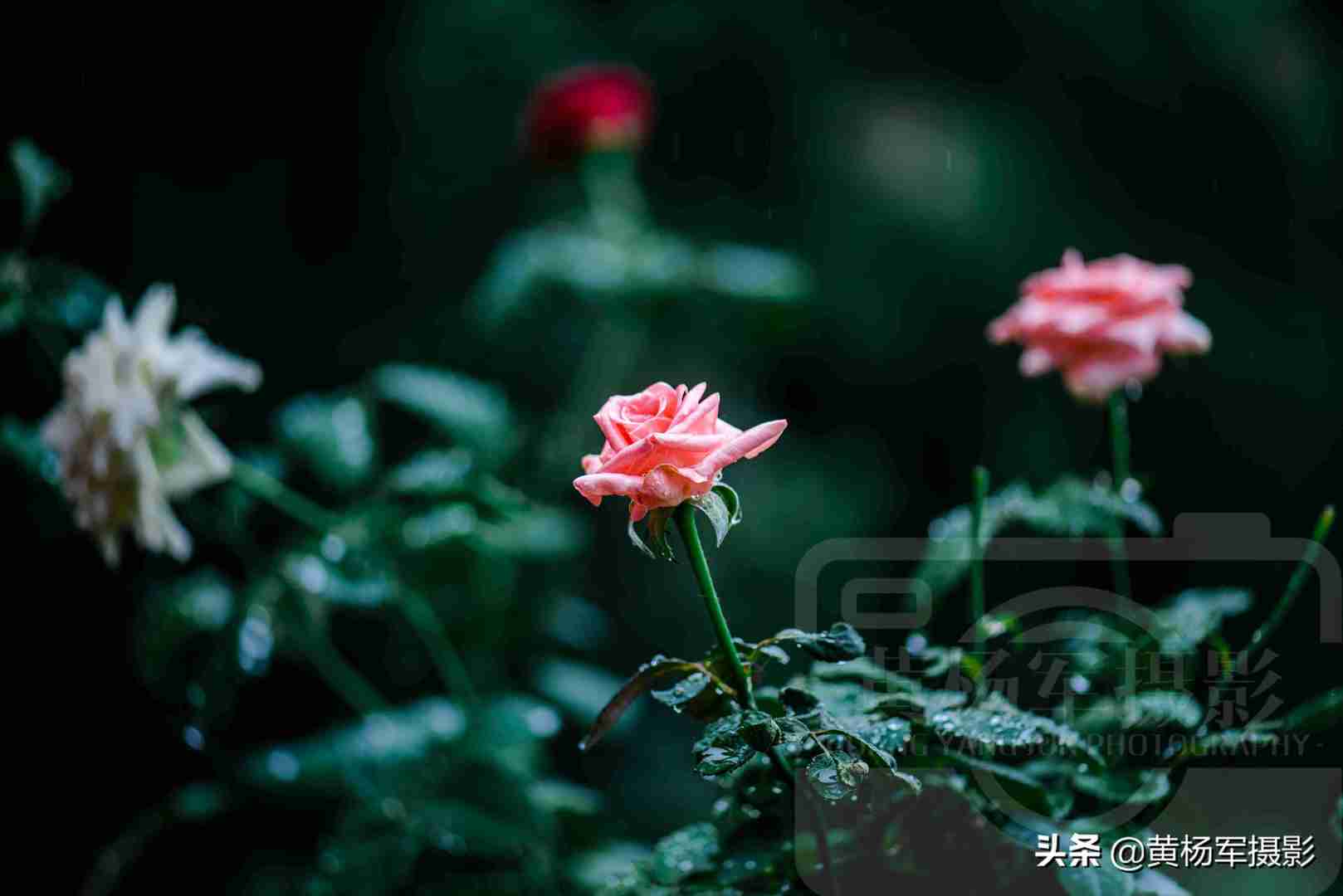 夏雨中娇艳多姿的玫瑰花，芬芳的花朵非常漂亮，妩媚绚丽的蔷薇科