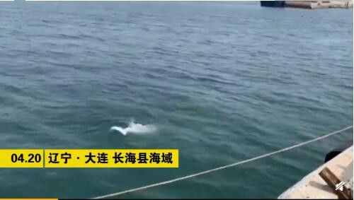 “水上大熊猫“出没！大连长海县海域现中华白海豚
