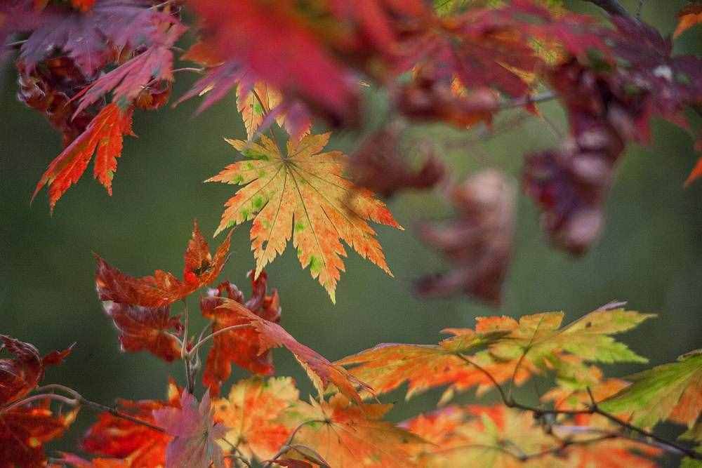 白桦林秋天的梦，彩色的，梦幻的，光彩夺目