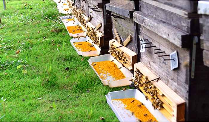 不是所有的花都有蜜，这8种蜂蜜根本不存在，遇到千万不要买